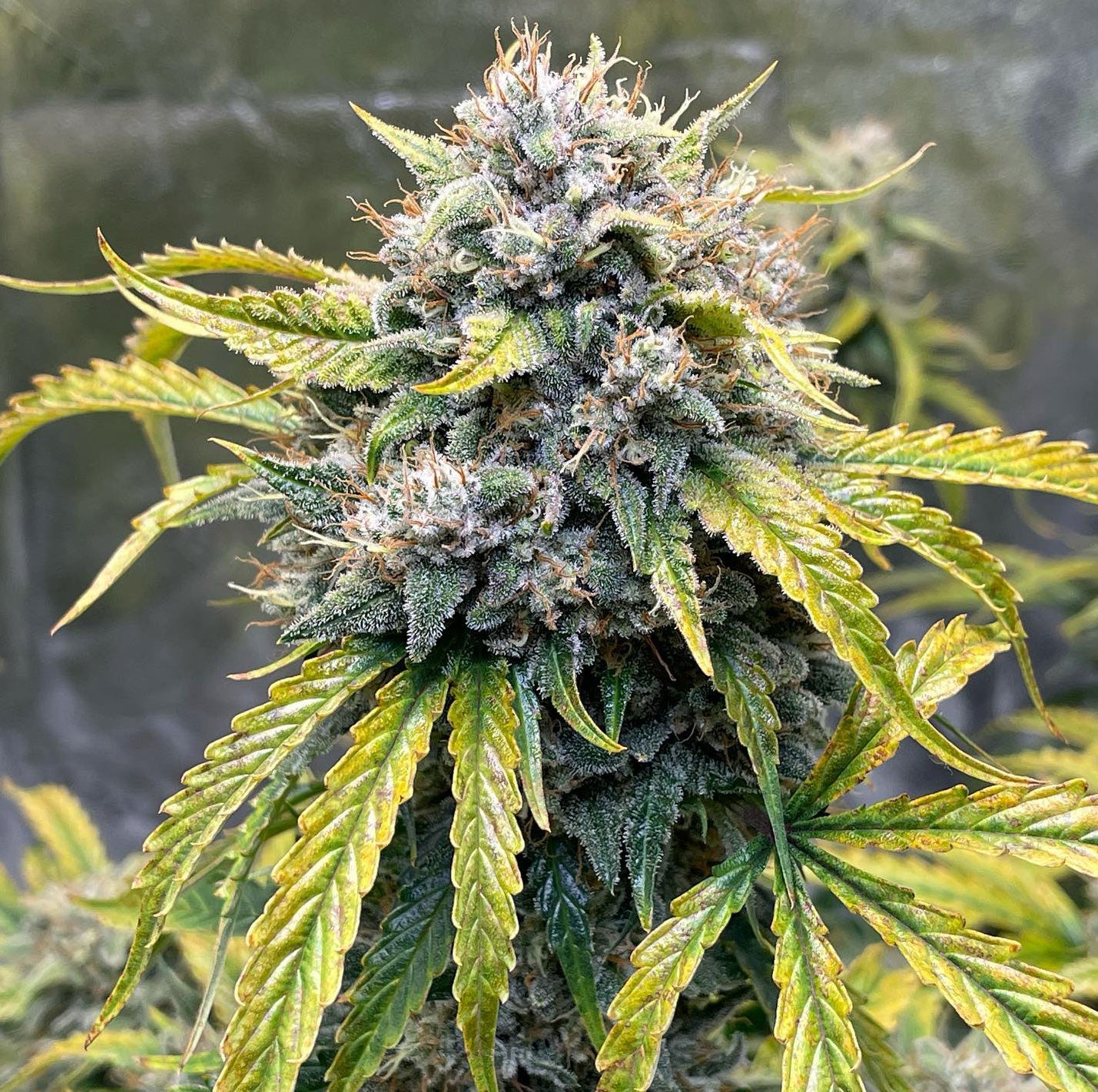 Auto Somango