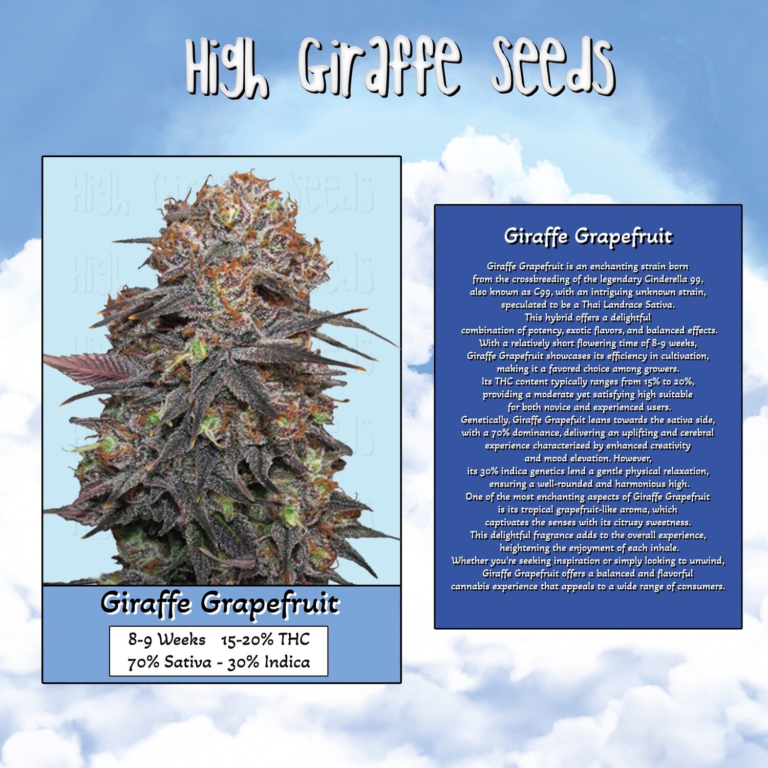 Giraffe Grapefruit 3 Seeds Pack