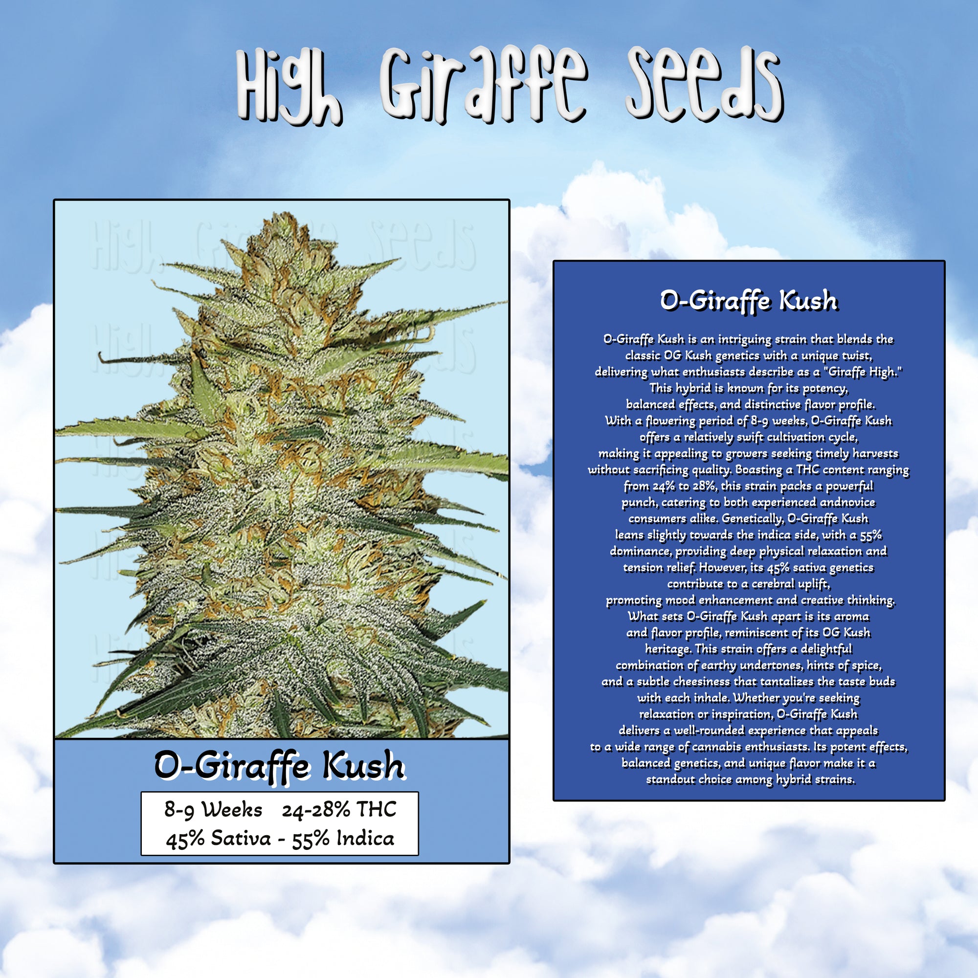 O-Giraffe Kush 3 Seeds Pack