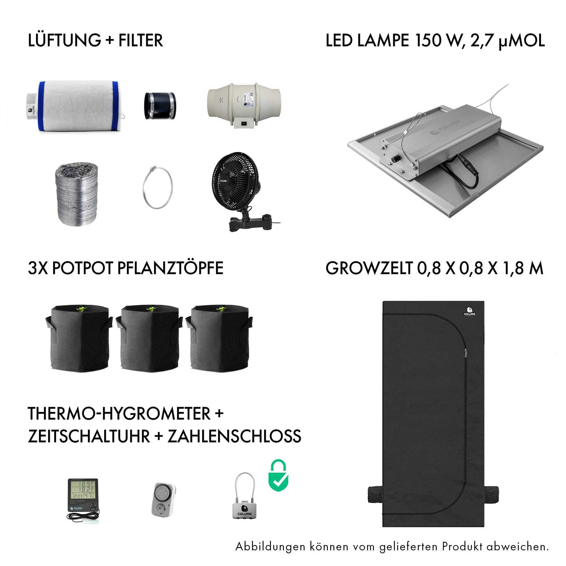 Caluma Set - 2 Plants (80 x 80 cm, 150 W)
