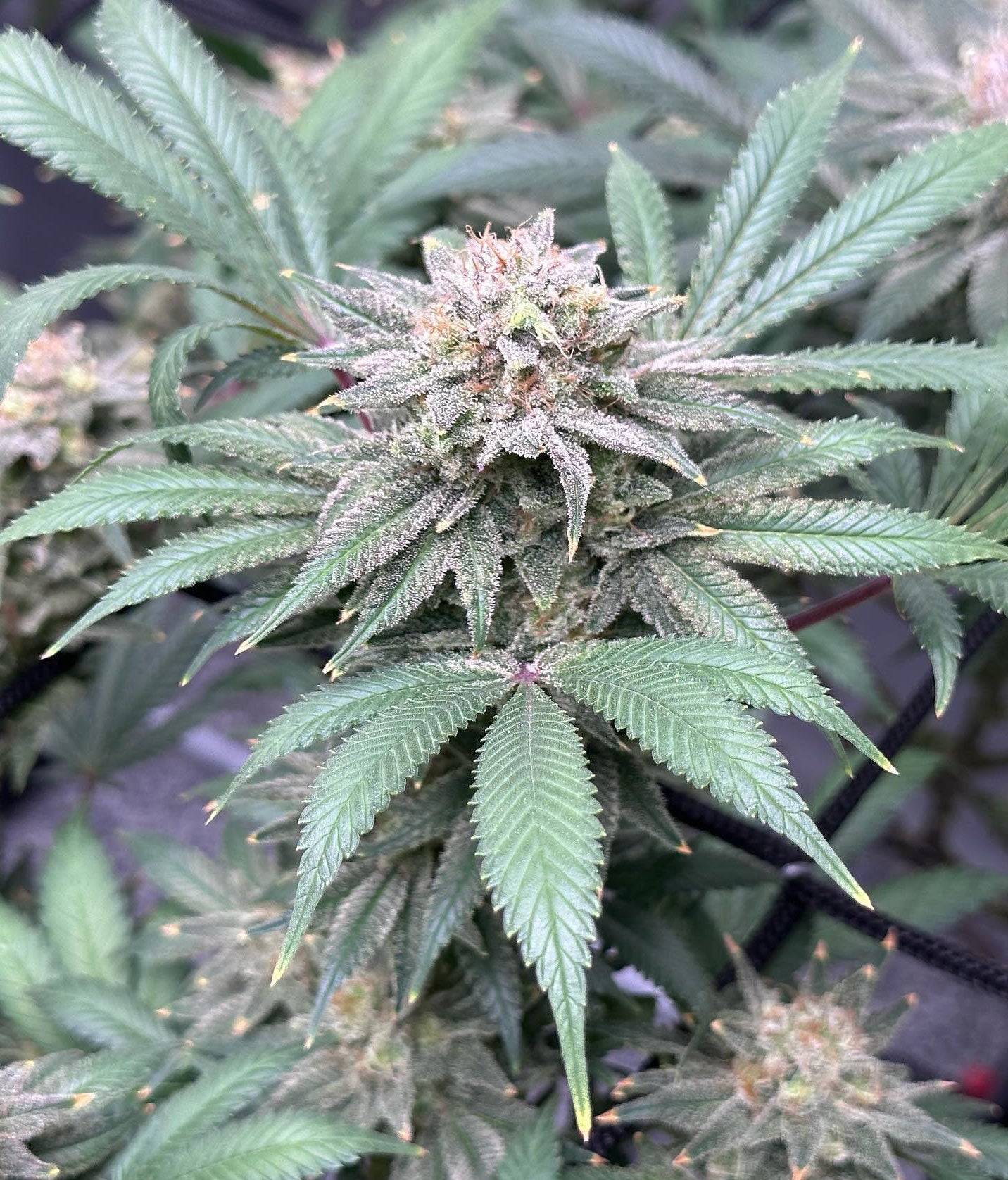 Auto Somango