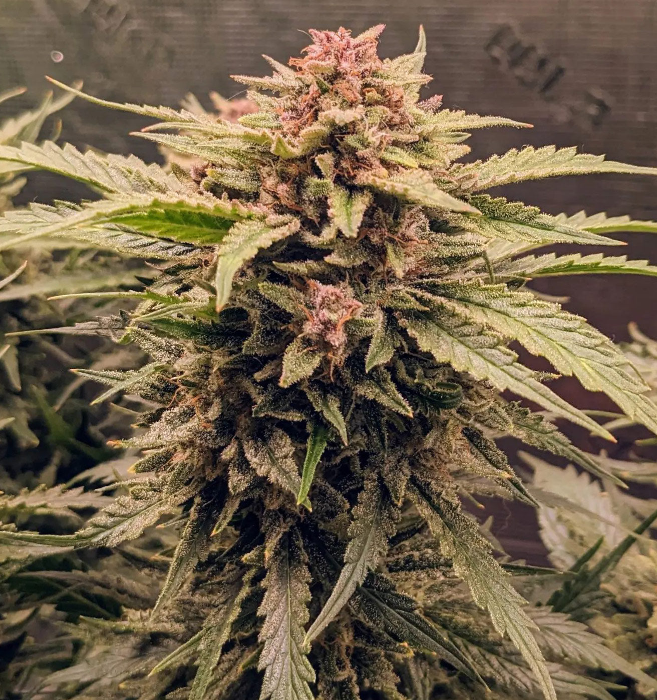 Auto Somango